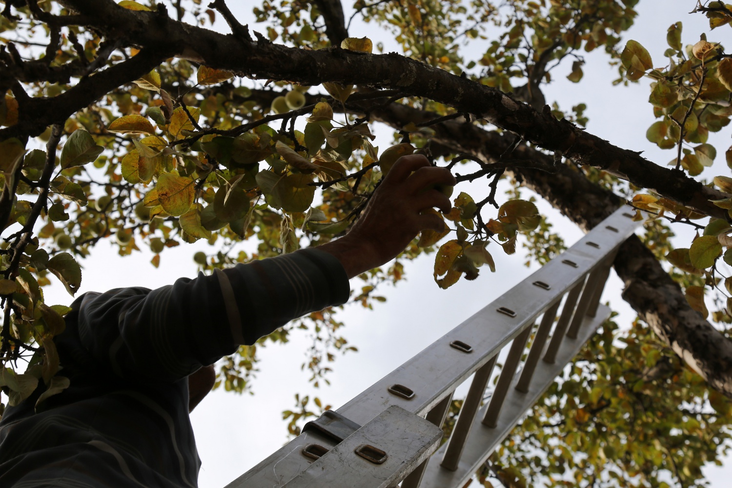 Adı da tadı da özel olan 'Göbek' elmasında hasat zamanı 3