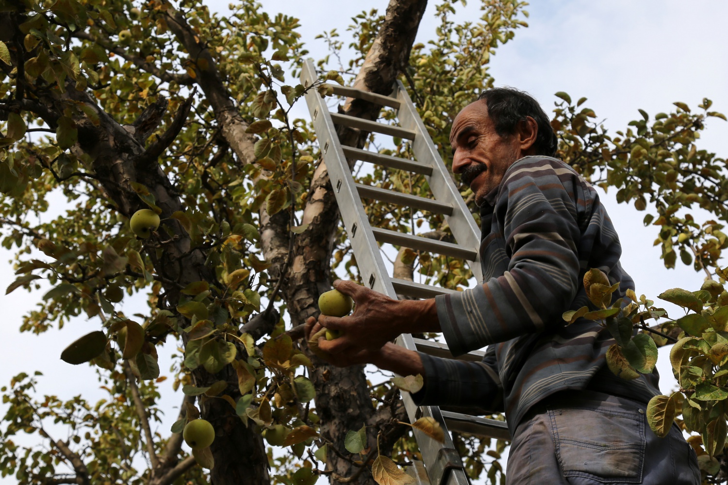 Adı da tadı da özel olan 'Göbek' elmasında hasat zamanı 4