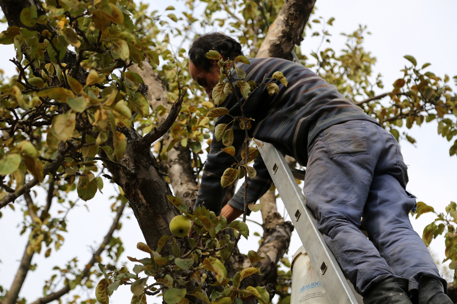 Adı da tadı da özel olan 'Göbek' elmasında hasat zamanı 5