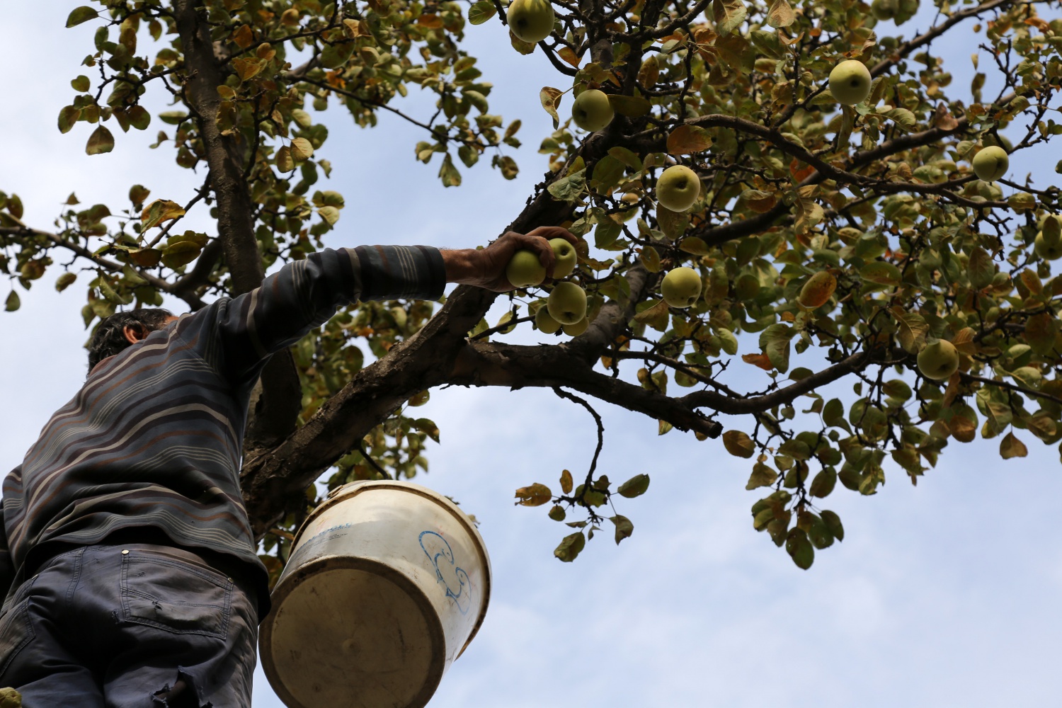 Adı da tadı da özel olan 'Göbek' elmasında hasat zamanı 7