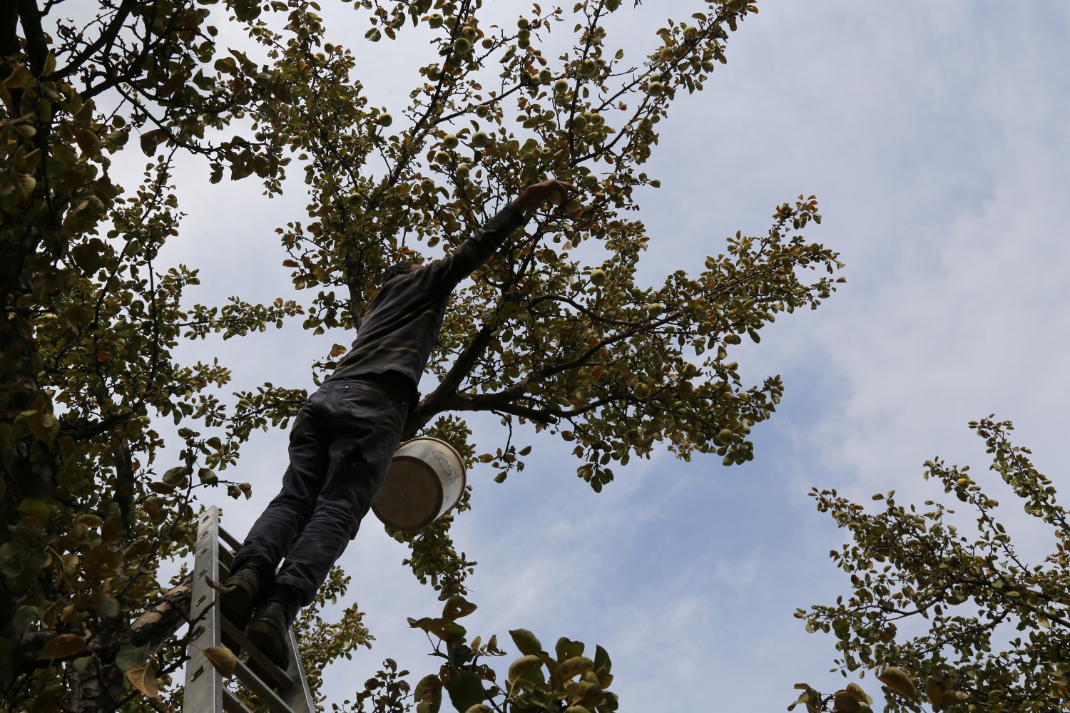 Adı da tadı da özel olan 'Göbek' elmasında hasat zamanı 8