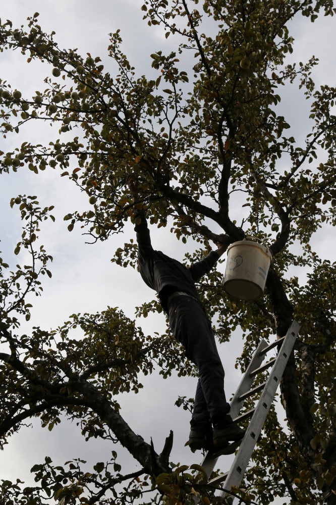 Adı da tadı da özel olan 'Göbek' elmasında hasat zamanı 12