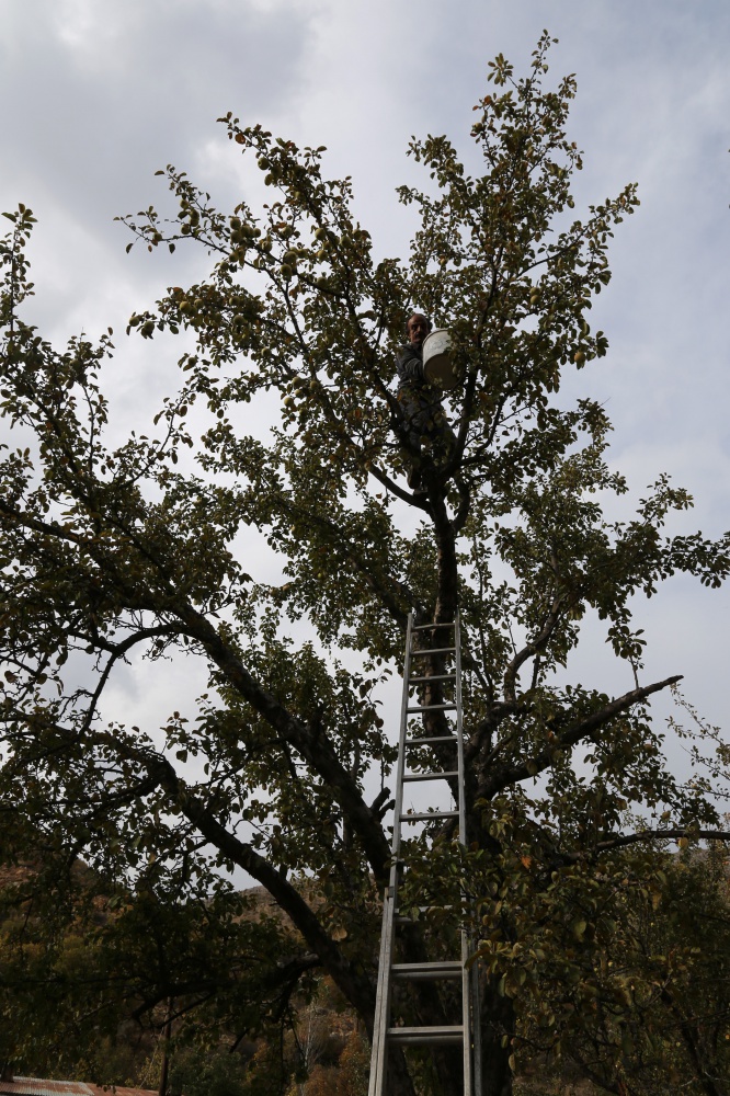 Adı da tadı da özel olan 'Göbek' elmasında hasat zamanı 10
