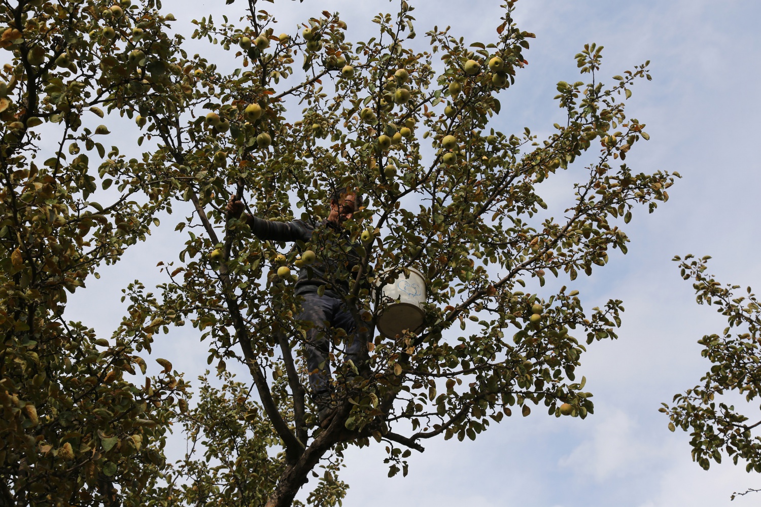 Adı da tadı da özel olan 'Göbek' elmasında hasat zamanı 15