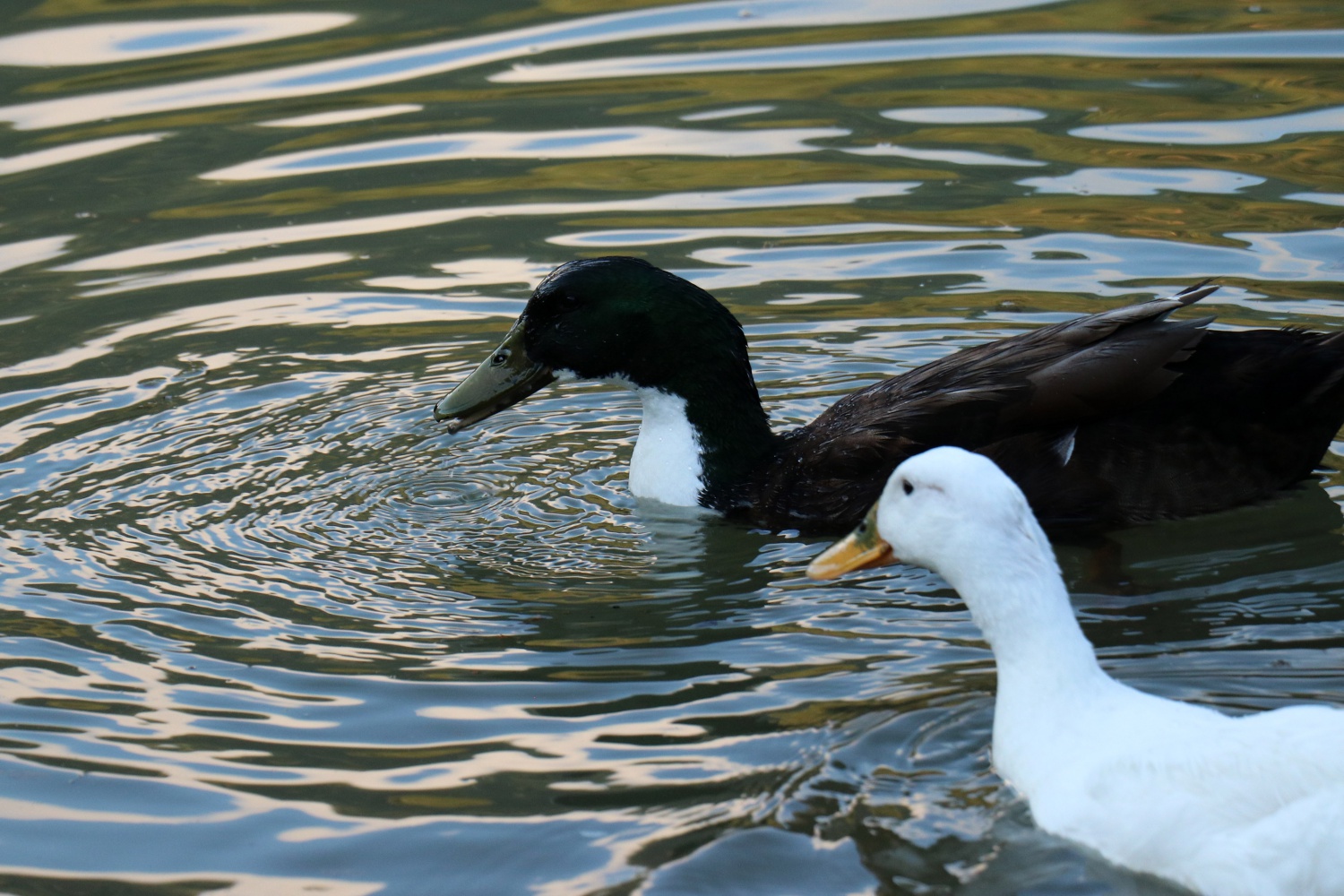 Gümüşhaneli dağcılar 2 bin 24 metrede iftar yaptı 21