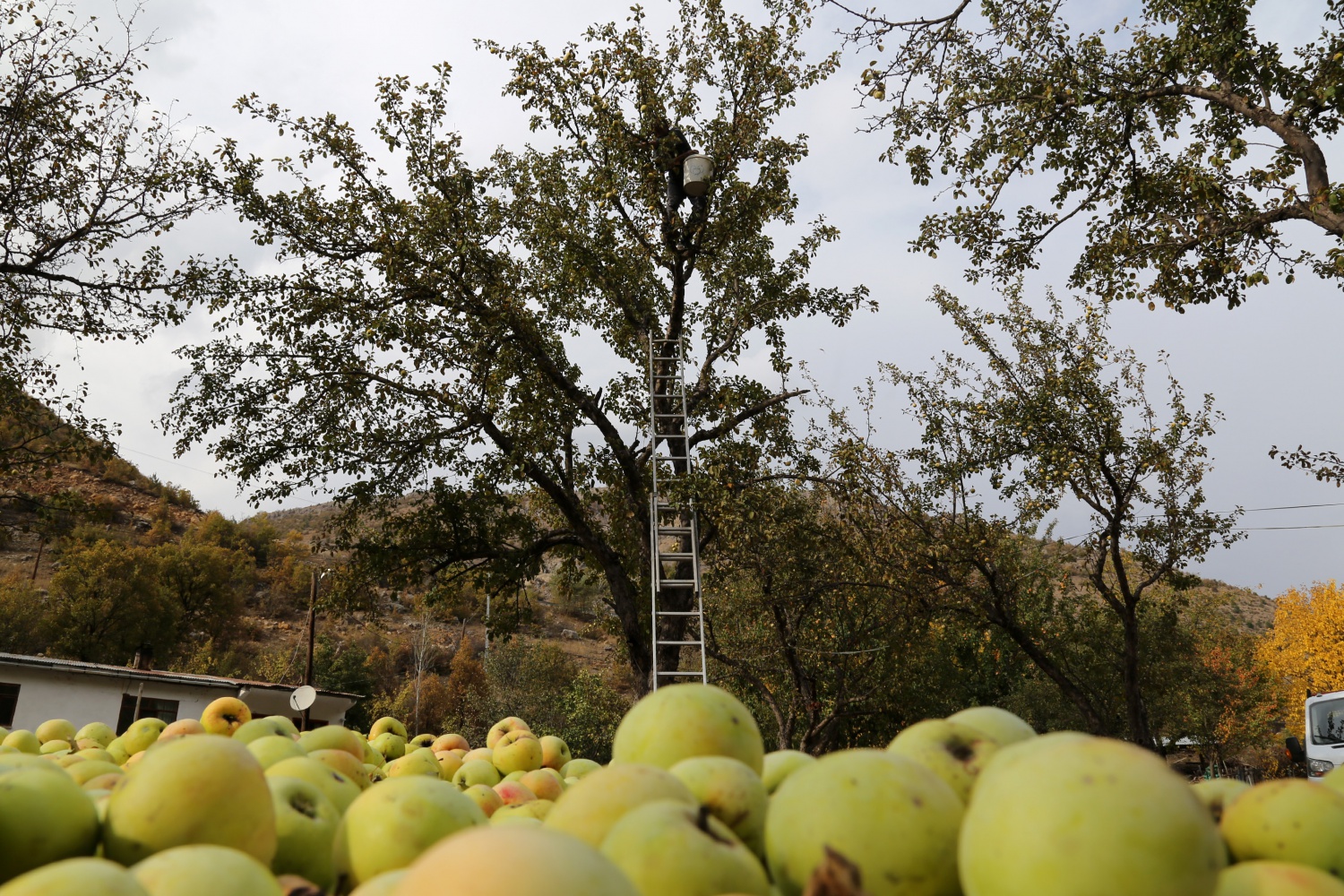 Adı da tadı da özel olan 'Göbek' elmasında hasat zamanı 17
