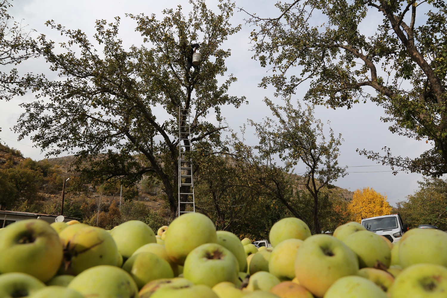 Adı da tadı da özel olan 'Göbek' elmasında hasat zamanı 16
