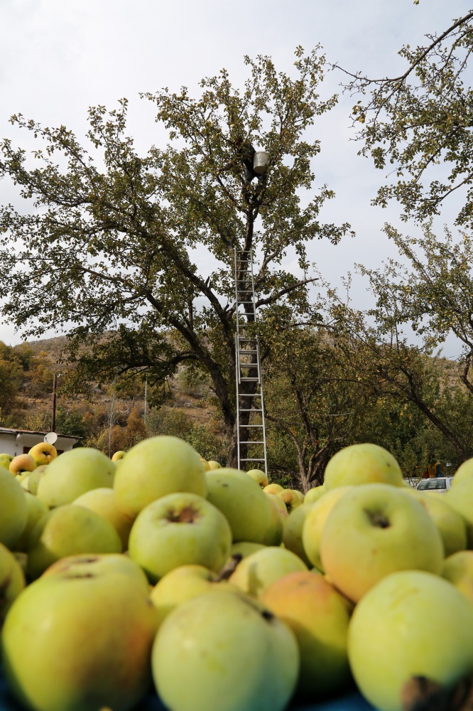 Adı da tadı da özel olan 'Göbek' elmasında hasat zamanı 18