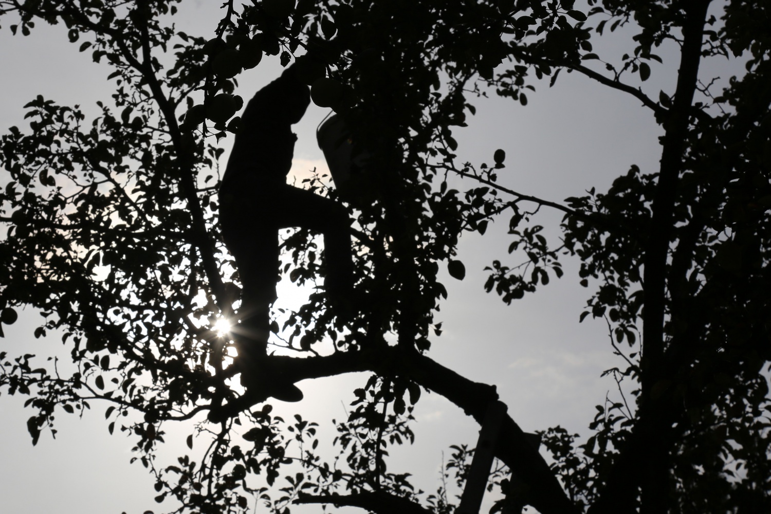 Adı da tadı da özel olan 'Göbek' elmasında hasat zamanı 20