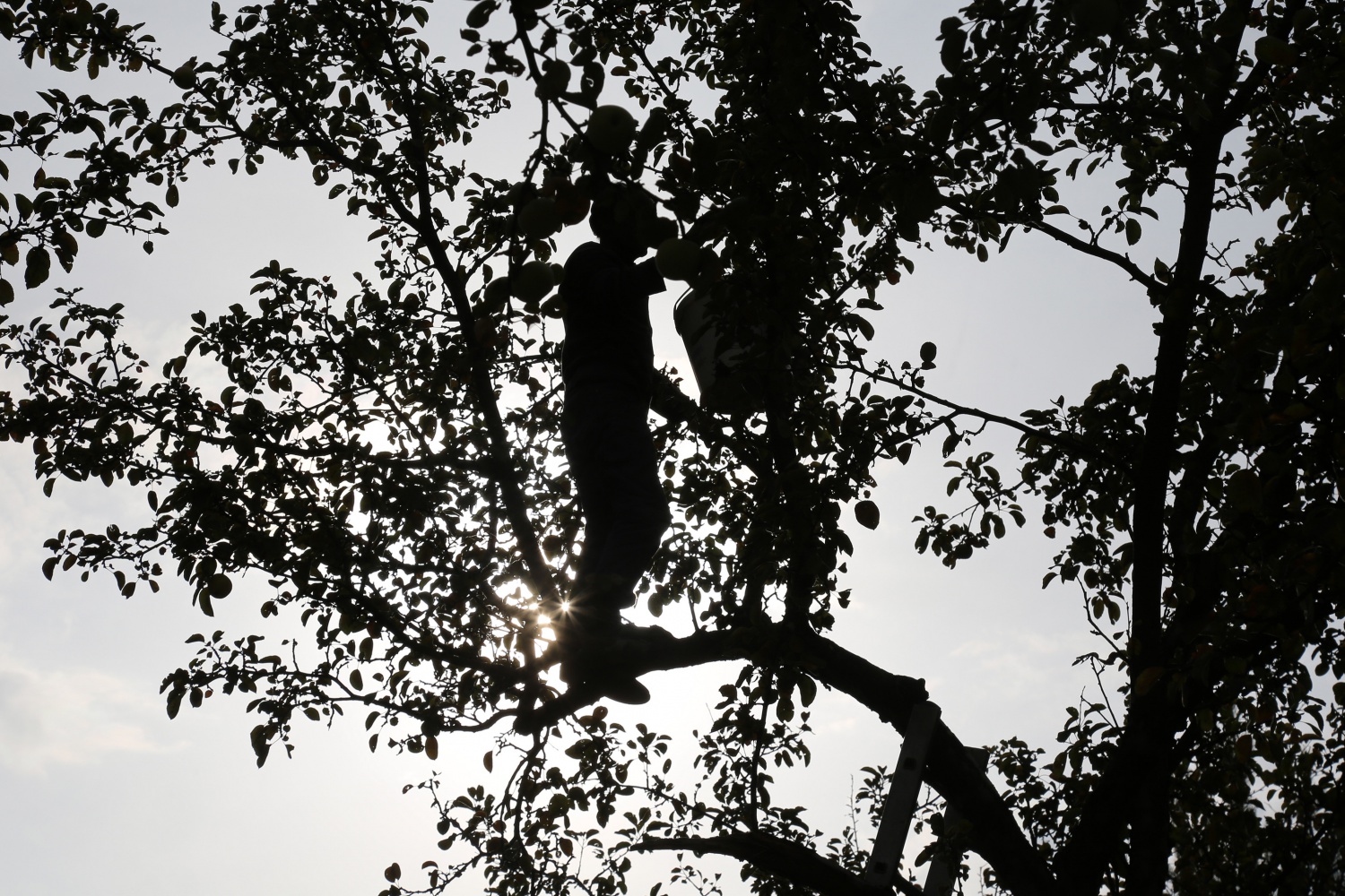 Adı da tadı da özel olan 'Göbek' elmasında hasat zamanı 19