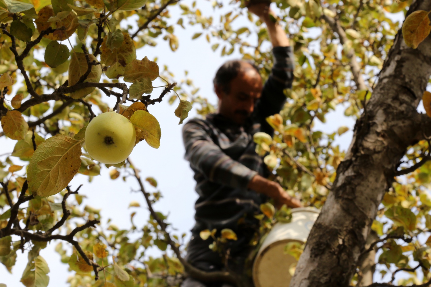 Adı da tadı da özel olan 'Göbek' elmasında hasat zamanı 21