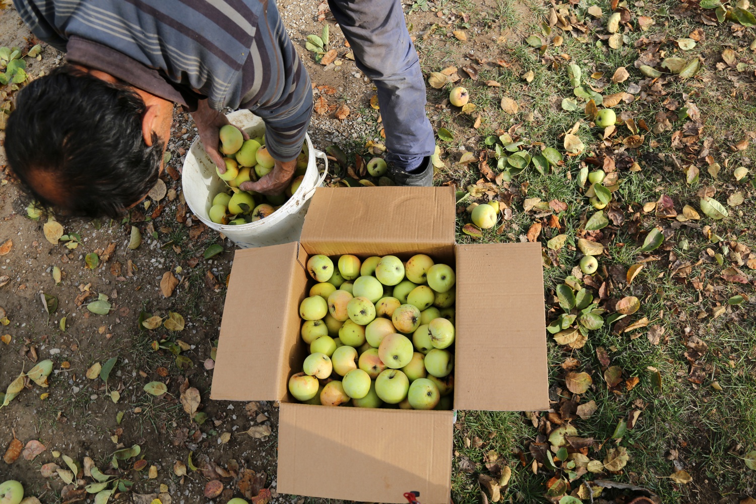 Adı da tadı da özel olan 'Göbek' elmasında hasat zamanı 28