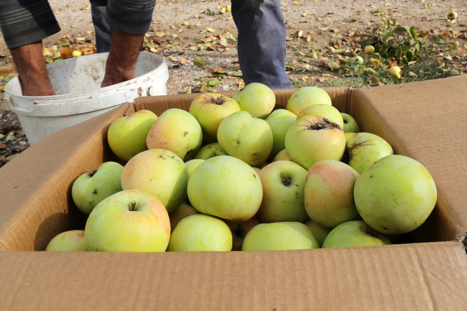 Adı da tadı da özel olan 'Göbek' elmasında hasat zamanı 22