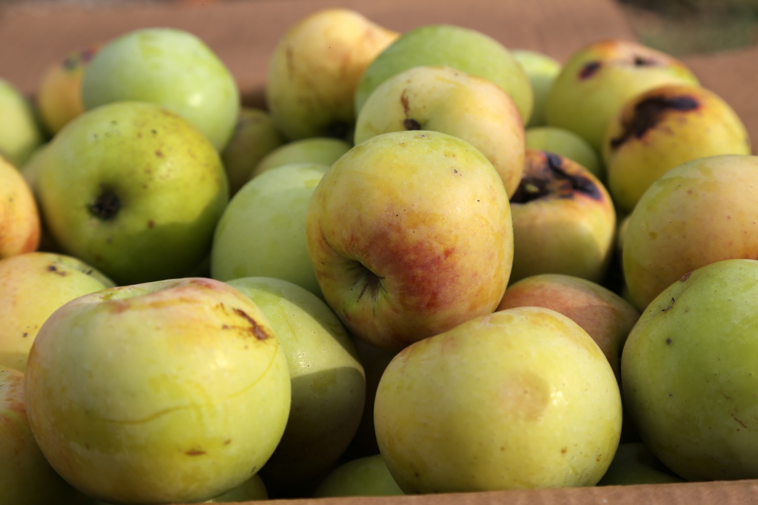 Adı da tadı da özel olan 'Göbek' elmasında hasat zamanı 23
