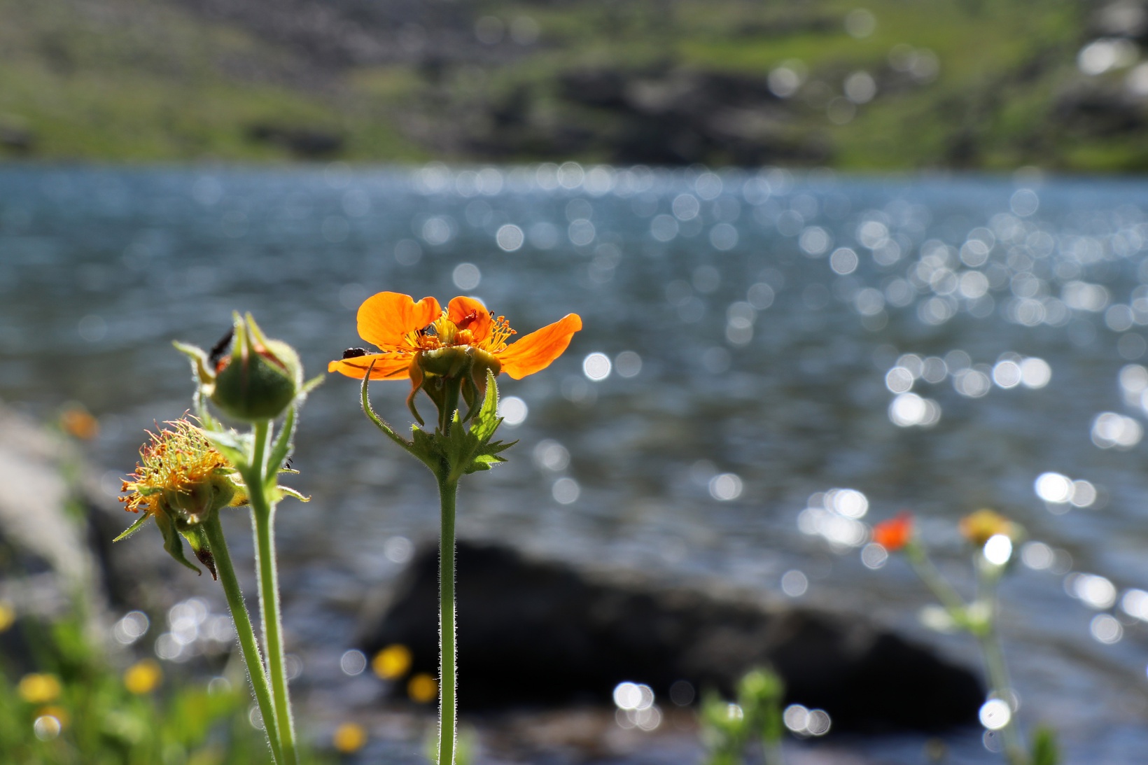 Artabel Gölleri'nde 15 Temmuz şehitleri anısına unutulmaz doğa yürüyüşü 15