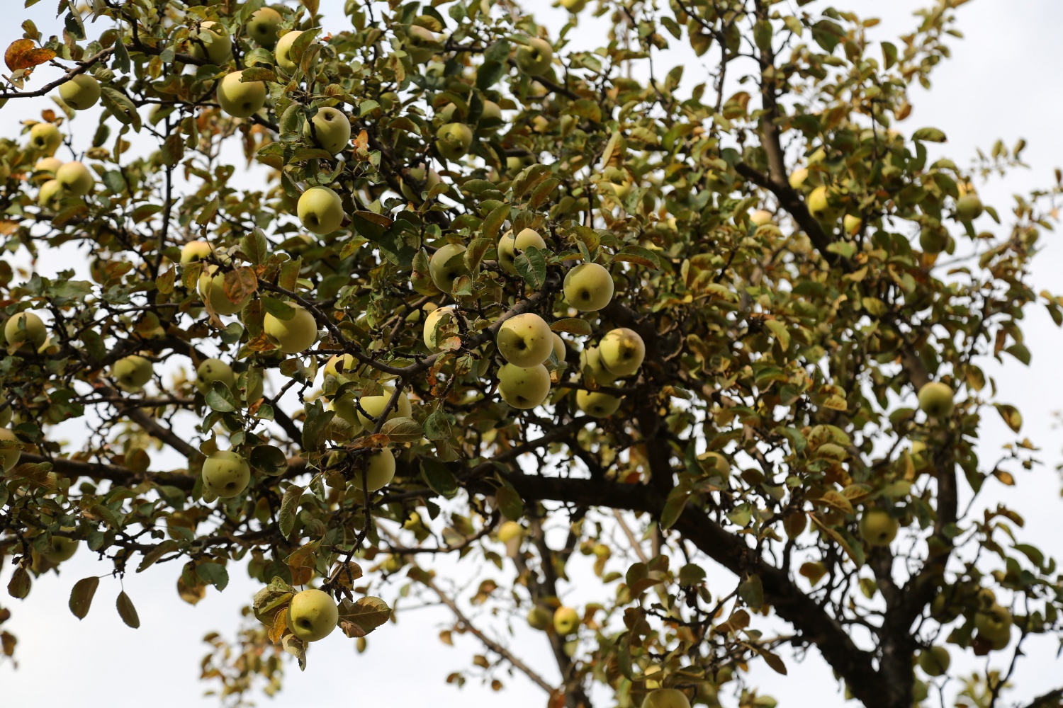Adı da tadı da özel olan 'Göbek' elmasında hasat zamanı 24