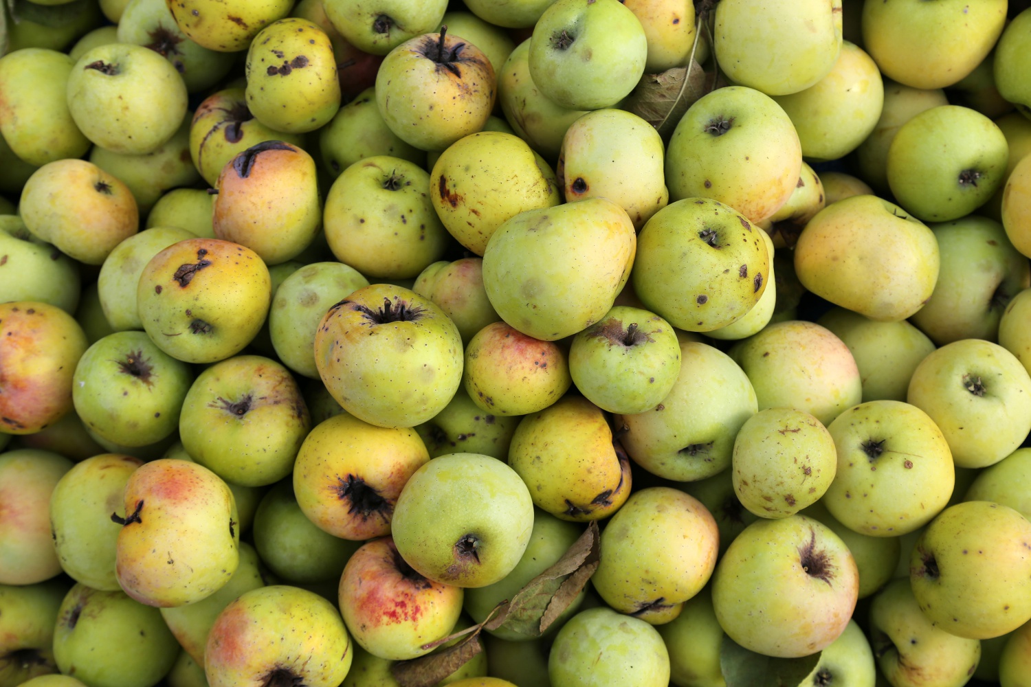 Adı da tadı da özel olan 'Göbek' elmasında hasat zamanı 27