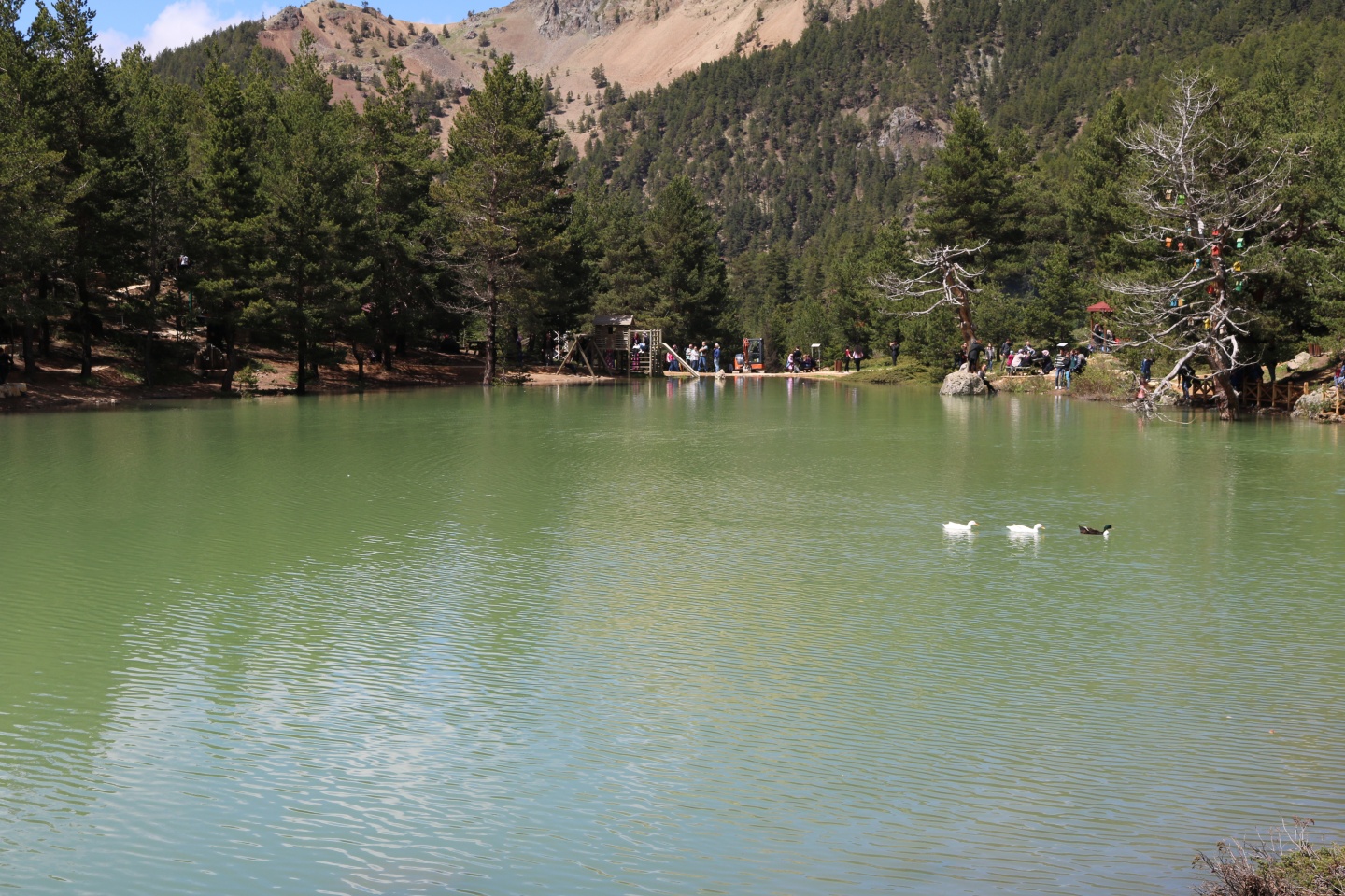 Üniversite öğrencileri önce Tomara sonra Limni Gölünde coştu 42