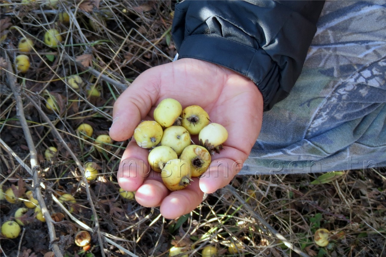 Kelkitli Dağcılardan Yürüyüş 5