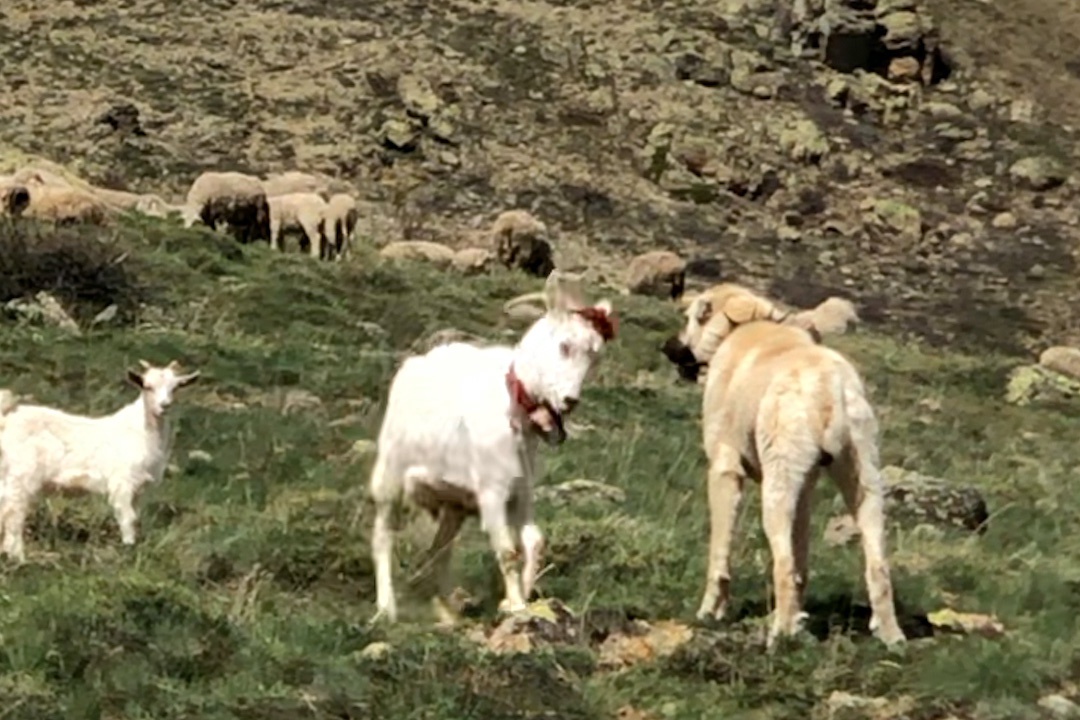 Keçi çoban köpeğine kafa tutarsa 1