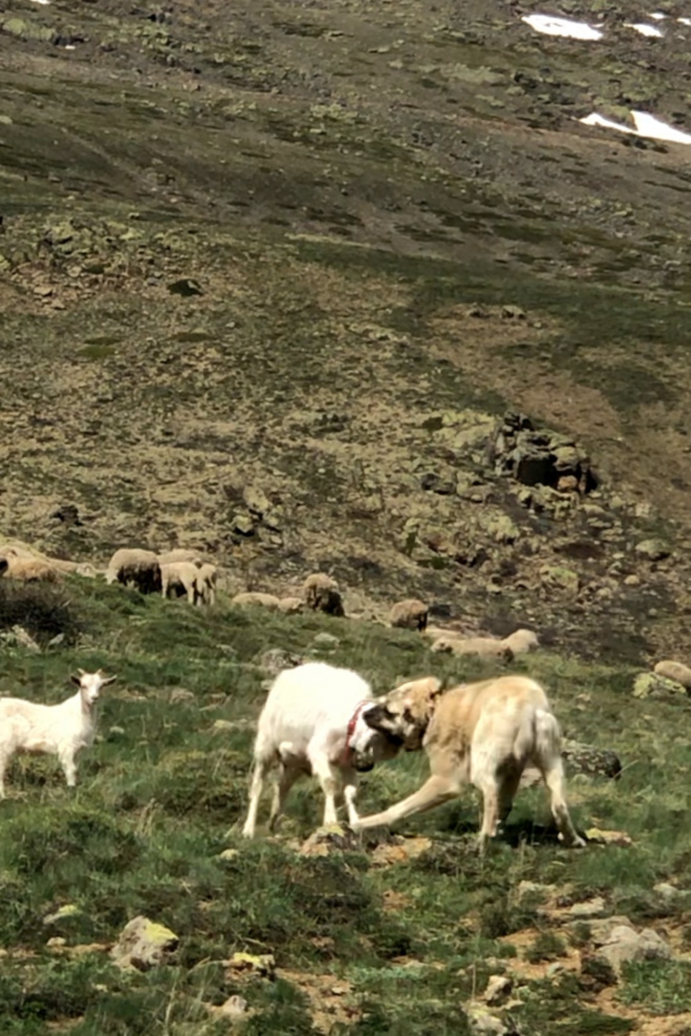 Keçi çoban köpeğine kafa tutarsa 5