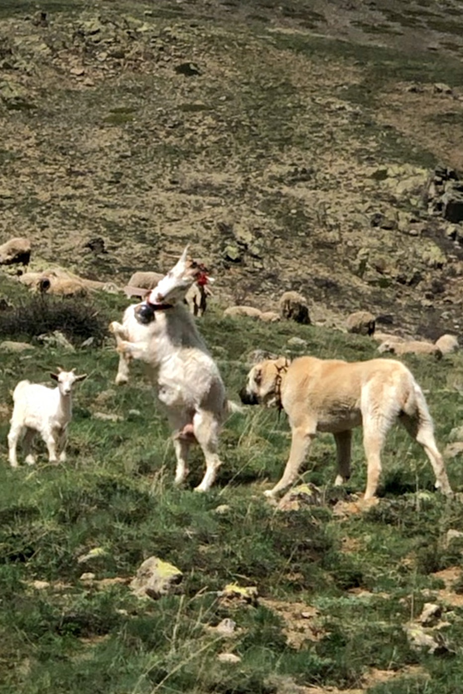 Keçi çoban köpeğine kafa tutarsa 4