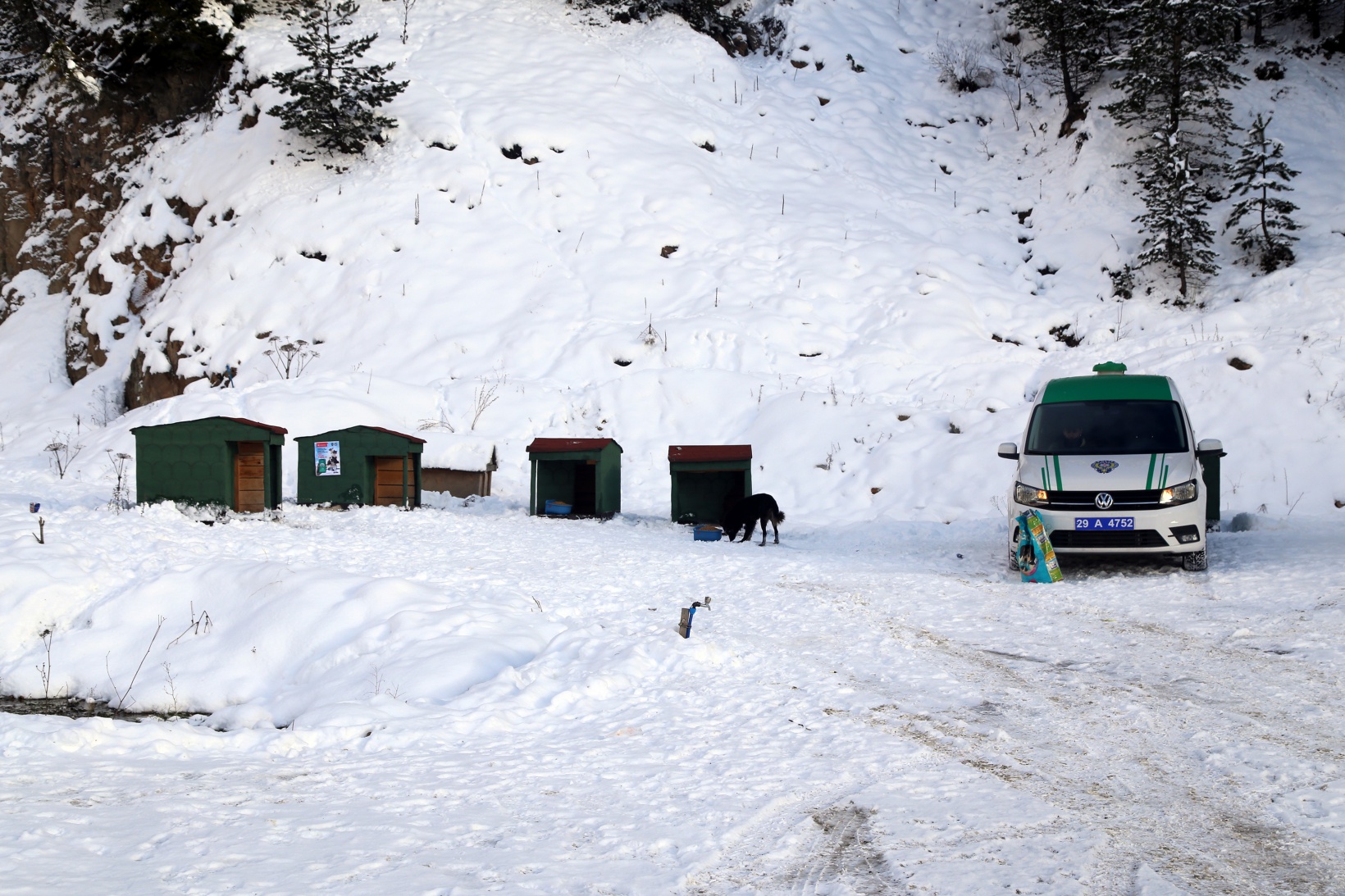 Gümüşhane’de sokak hayvanlarına şefkat eli 5