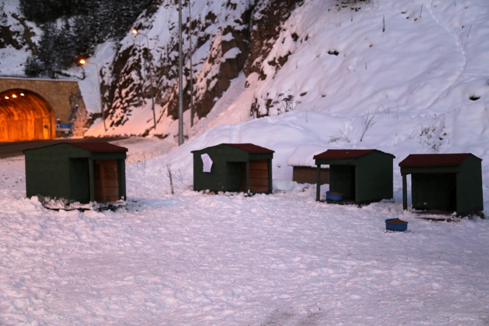 Gümüşhane’de sokak hayvanlarına şefkat eli 2
