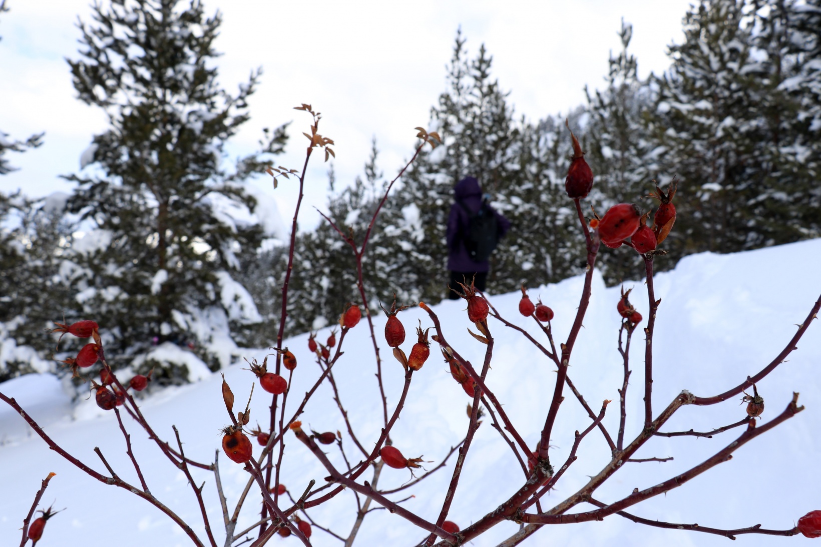 Gümüşhane'nin zirvelerinde kutupları aratmayan yürüyüş 15