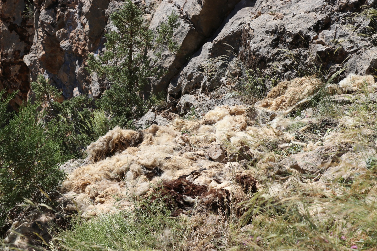 Gümüşhane’de esrarengiz olay 5