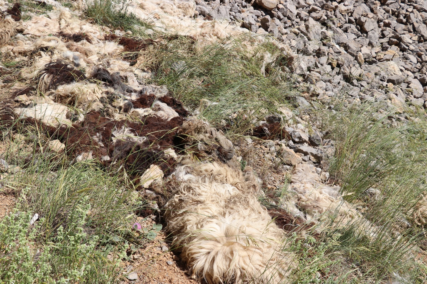 Gümüşhane’de esrarengiz olay 4