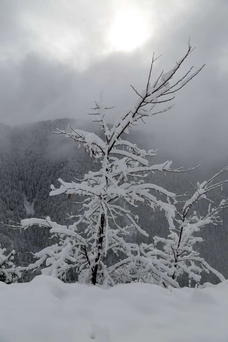 Zigana dağında kar kalınlığı 15 santimetreyi geçti 20