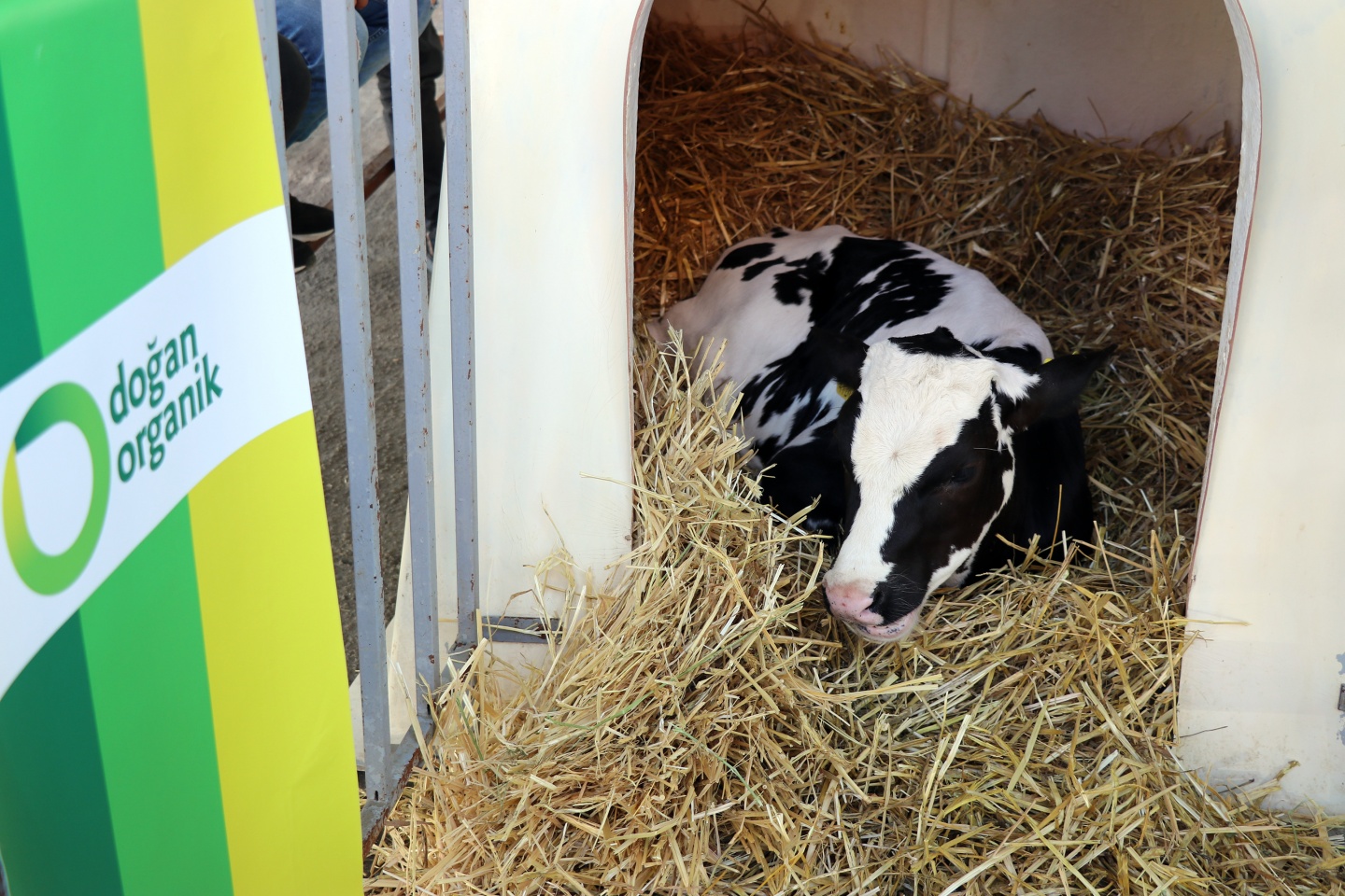 Kelkit'te 10.Organik Tarım ve Hayvancılık Festivali yapıldı 2