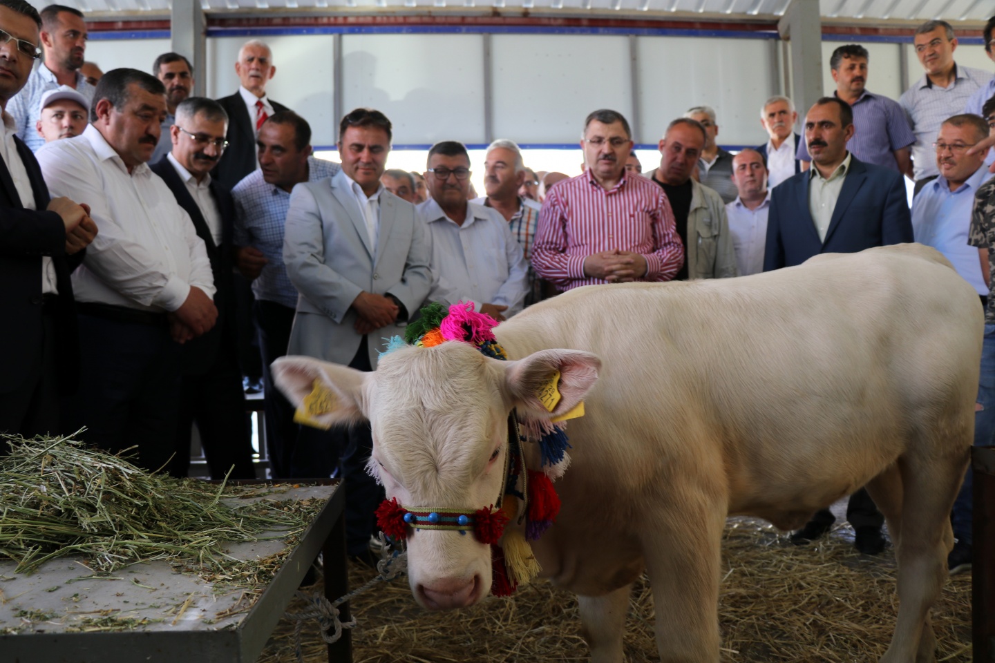 Kelkit'te 10.Organik Tarım ve Hayvancılık Festivali yapıldı 30