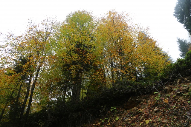 Örümcek Ormanlarında sonbahar güzelliği 2