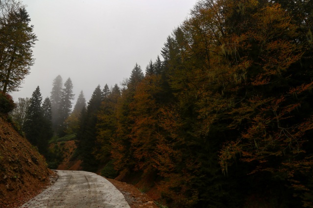 Örümcek Ormanlarında sonbahar güzelliği 4