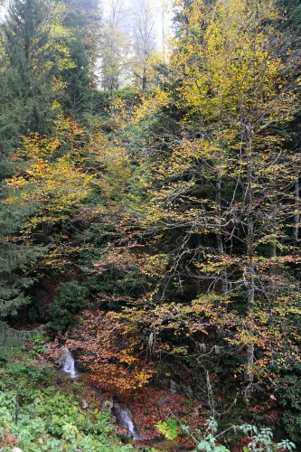 Örümcek Ormanlarında sonbahar güzelliği 9