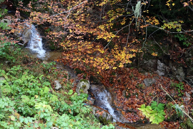 Örümcek Ormanlarında sonbahar güzelliği 5