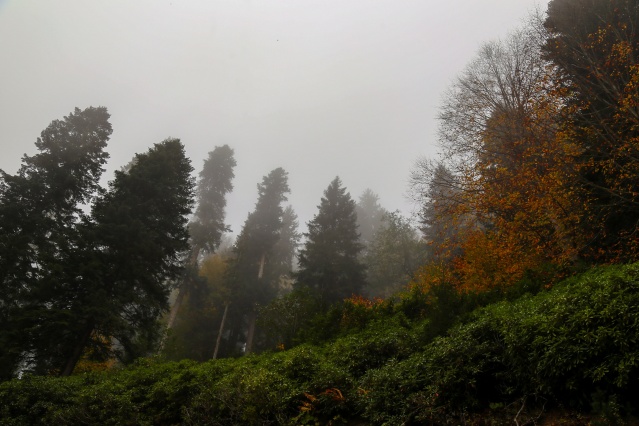 Örümcek Ormanlarında sonbahar güzelliği 1