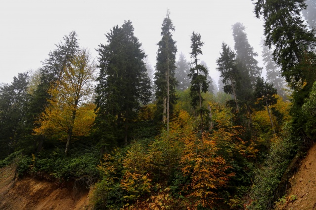 Örümcek Ormanlarında sonbahar güzelliği 6