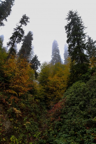 Örümcek Ormanlarında sonbahar güzelliği 8