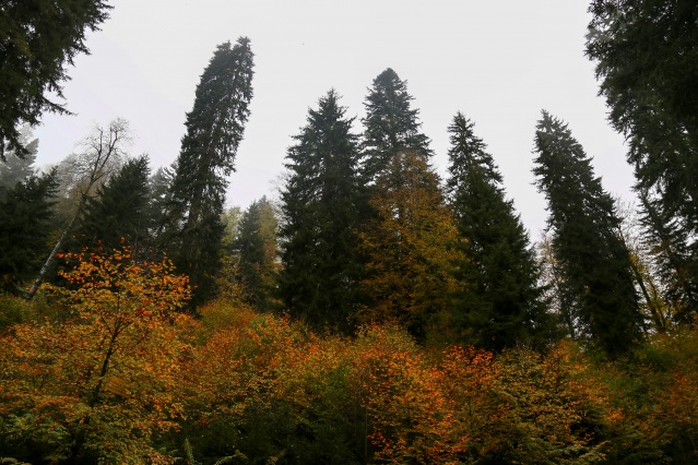 Örümcek Ormanlarında sonbahar güzelliği 7