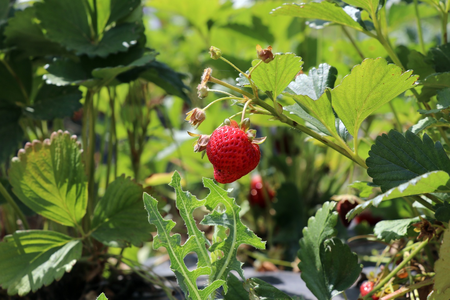 Gümüşhane’de çilek bereketi 1