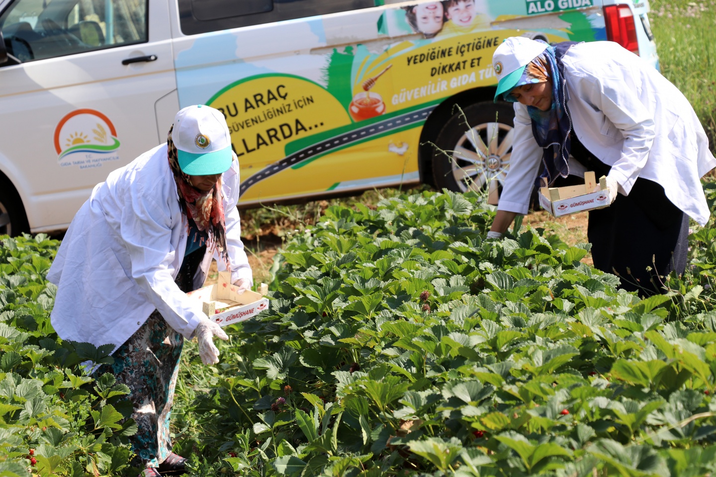 Gümüşhane’de çilek bereketi 7