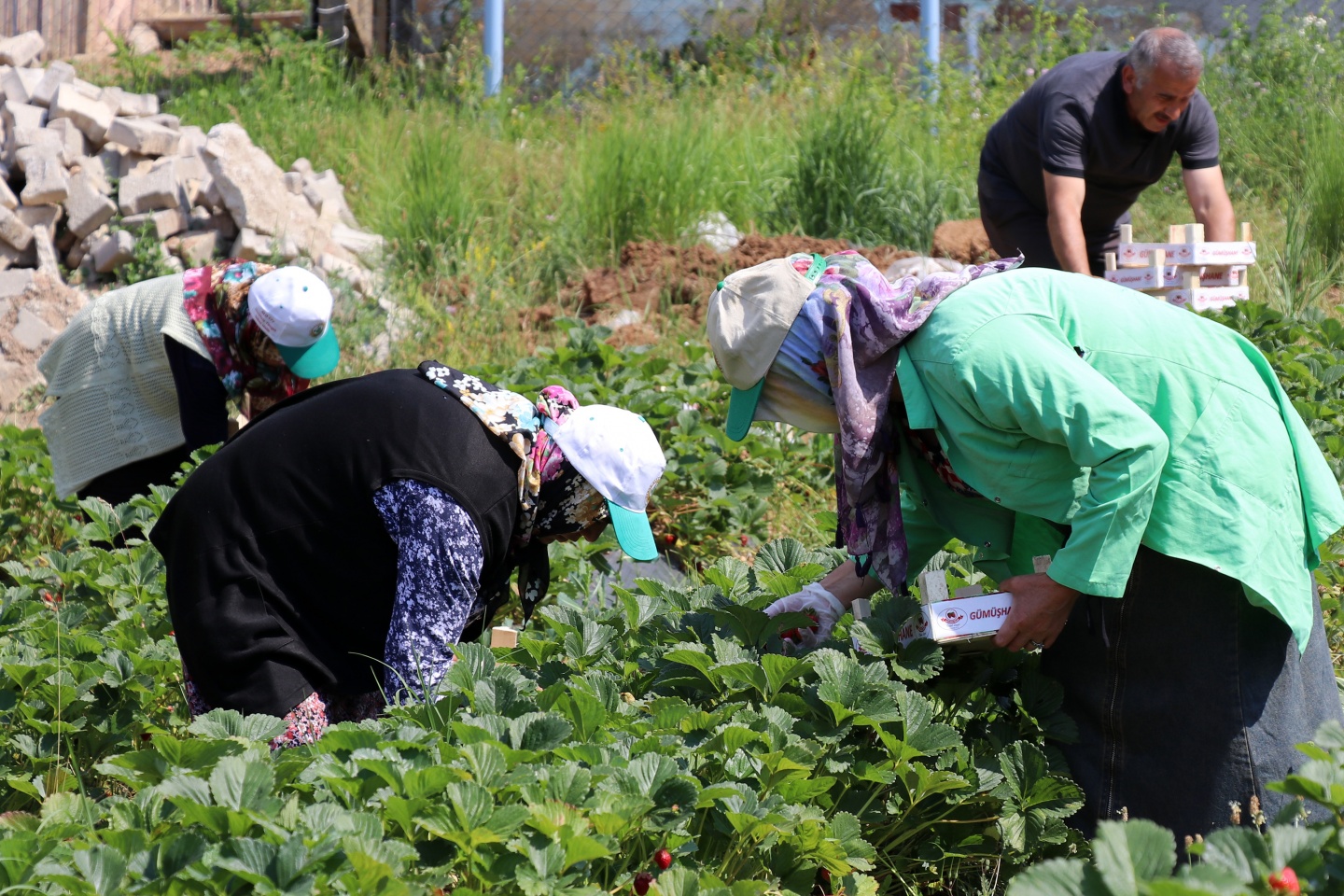 Gümüşhane’de çilek bereketi 10