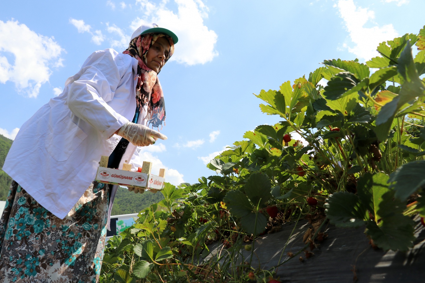 Gümüşhane’de çilek bereketi 9