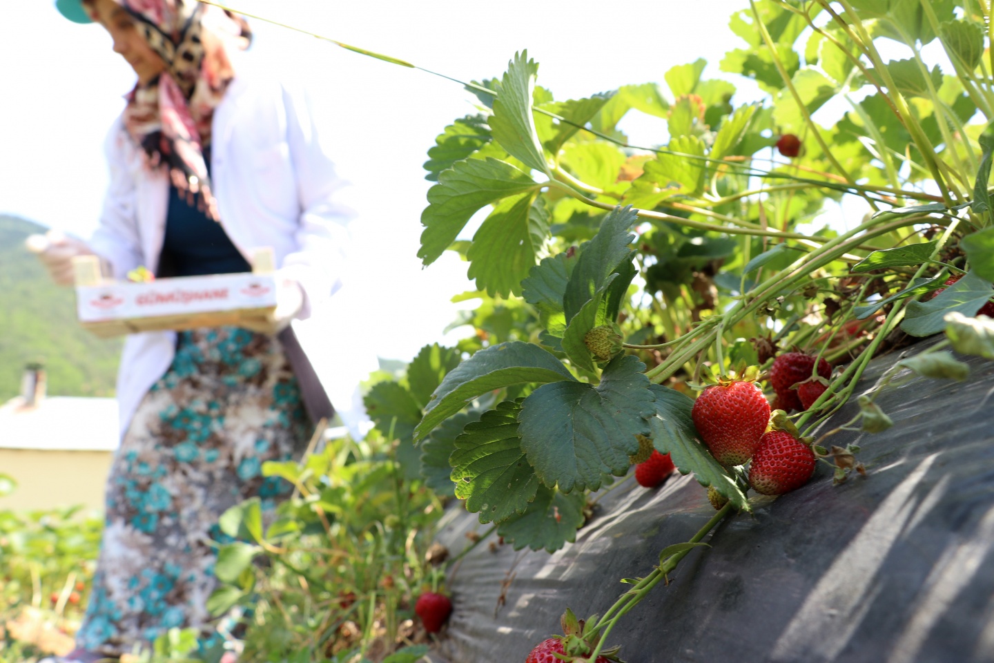 Gümüşhane’de çilek bereketi 3