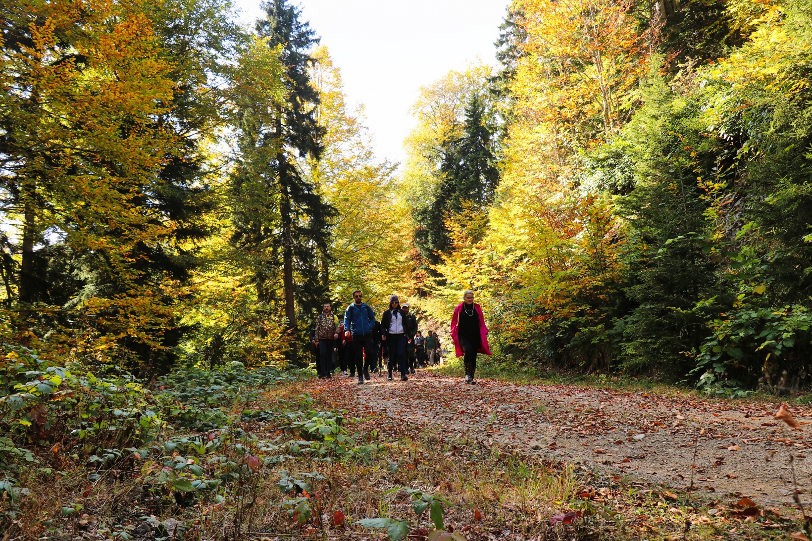 Doğa harikası Örümcek Ormanlarında renk cümbüşü başladı 30