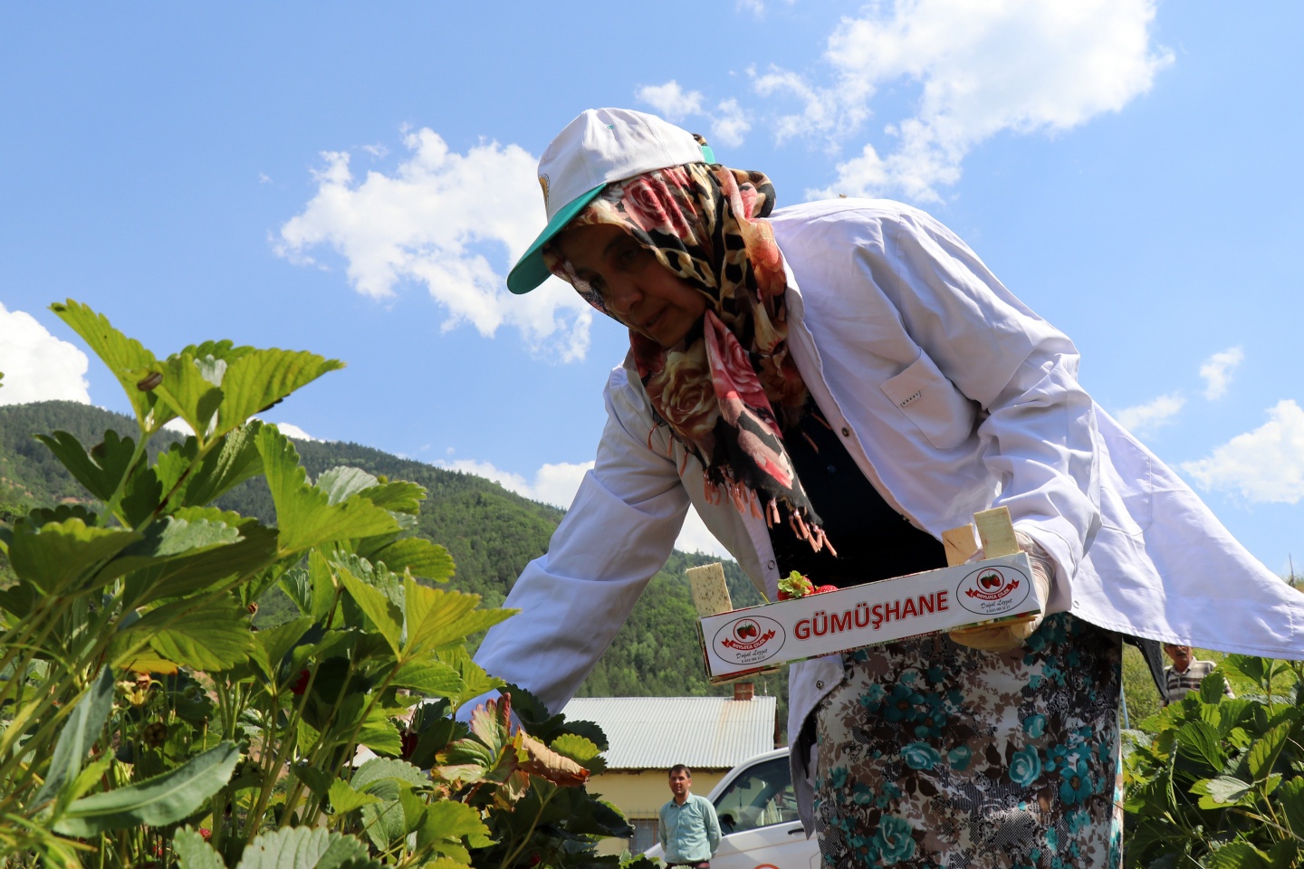 Gümüşhane’de çilek bereketi 2