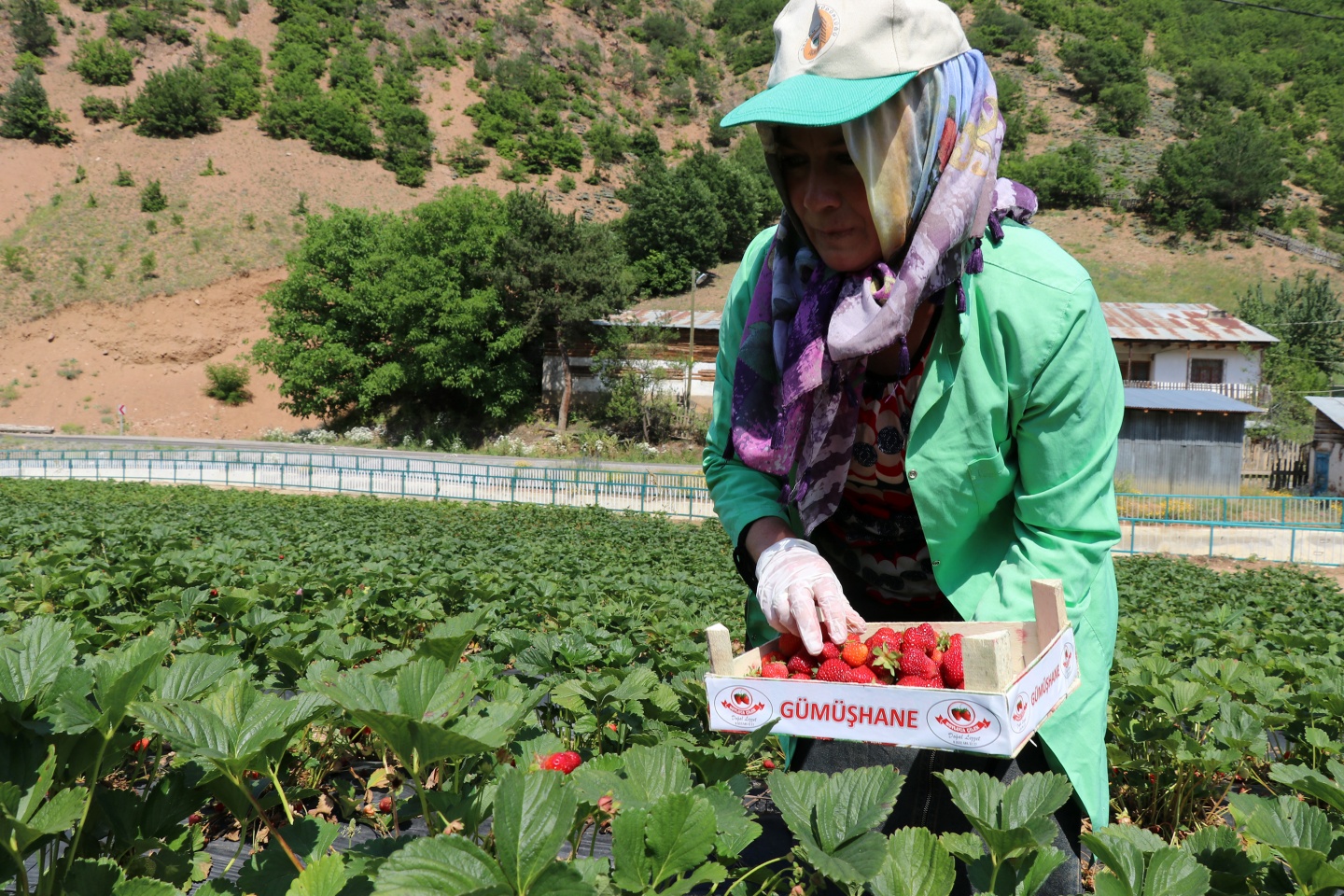 Gümüşhane’de çilek bereketi 12
